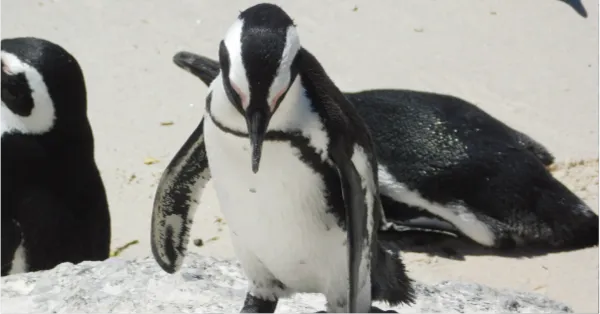 Stony Point Penguins