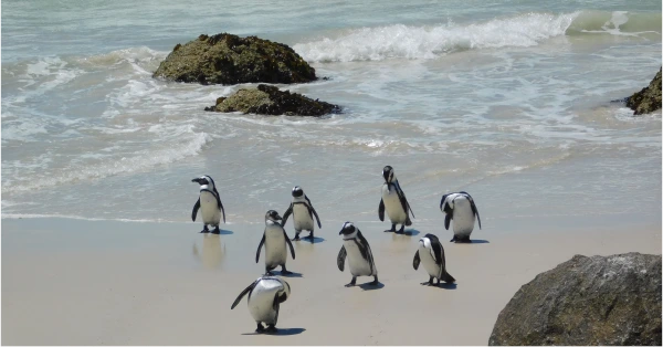 Boulders Beach African penguin colony near Simon's Town — Wanderer Tours and Travel