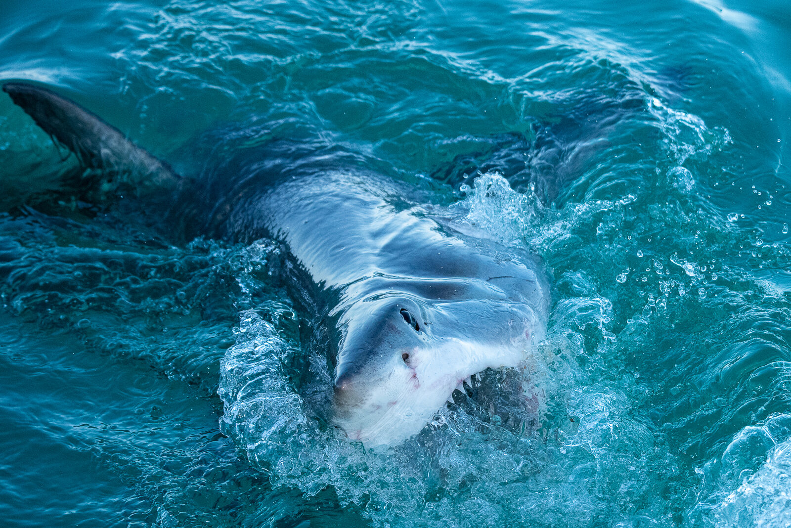Shark Cage Diving Cape Town
