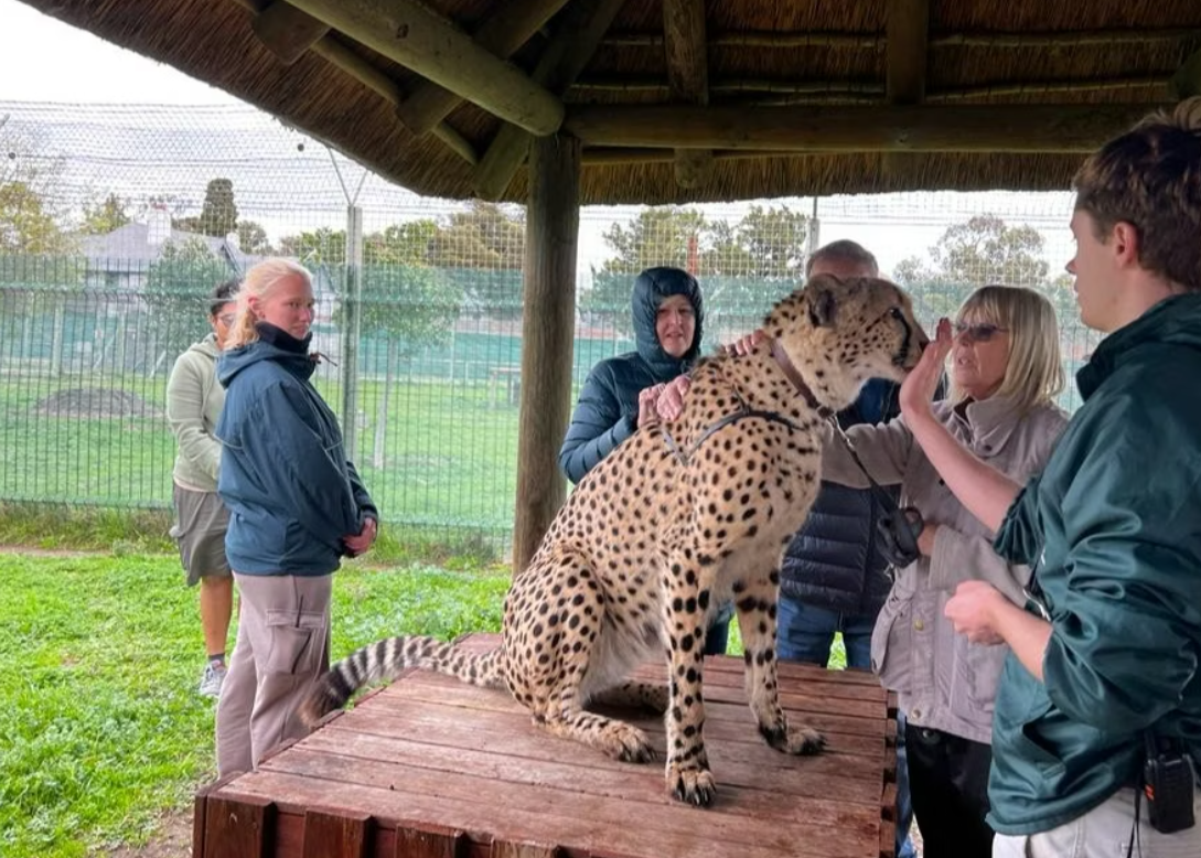 Cheetah at a private Karoo reserve, Wanderer overnight safari from Cape Town