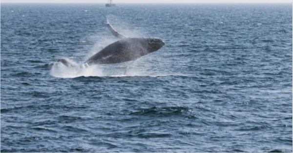 Hermanus Whale Walk