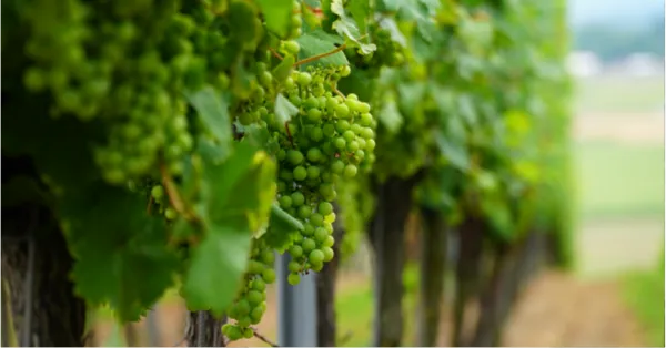 Creation Wine Estate
