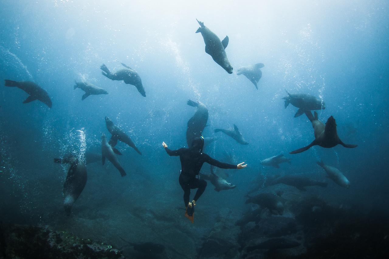 Seal snorkelling in Cape Town — swim with Cape Fur Seals at Duiker Island in Hout Bay