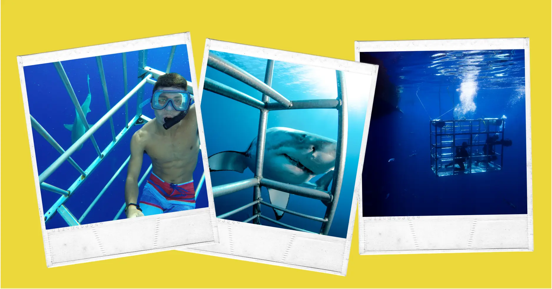 Shark Cage Diving Cape Town at Gansbaai