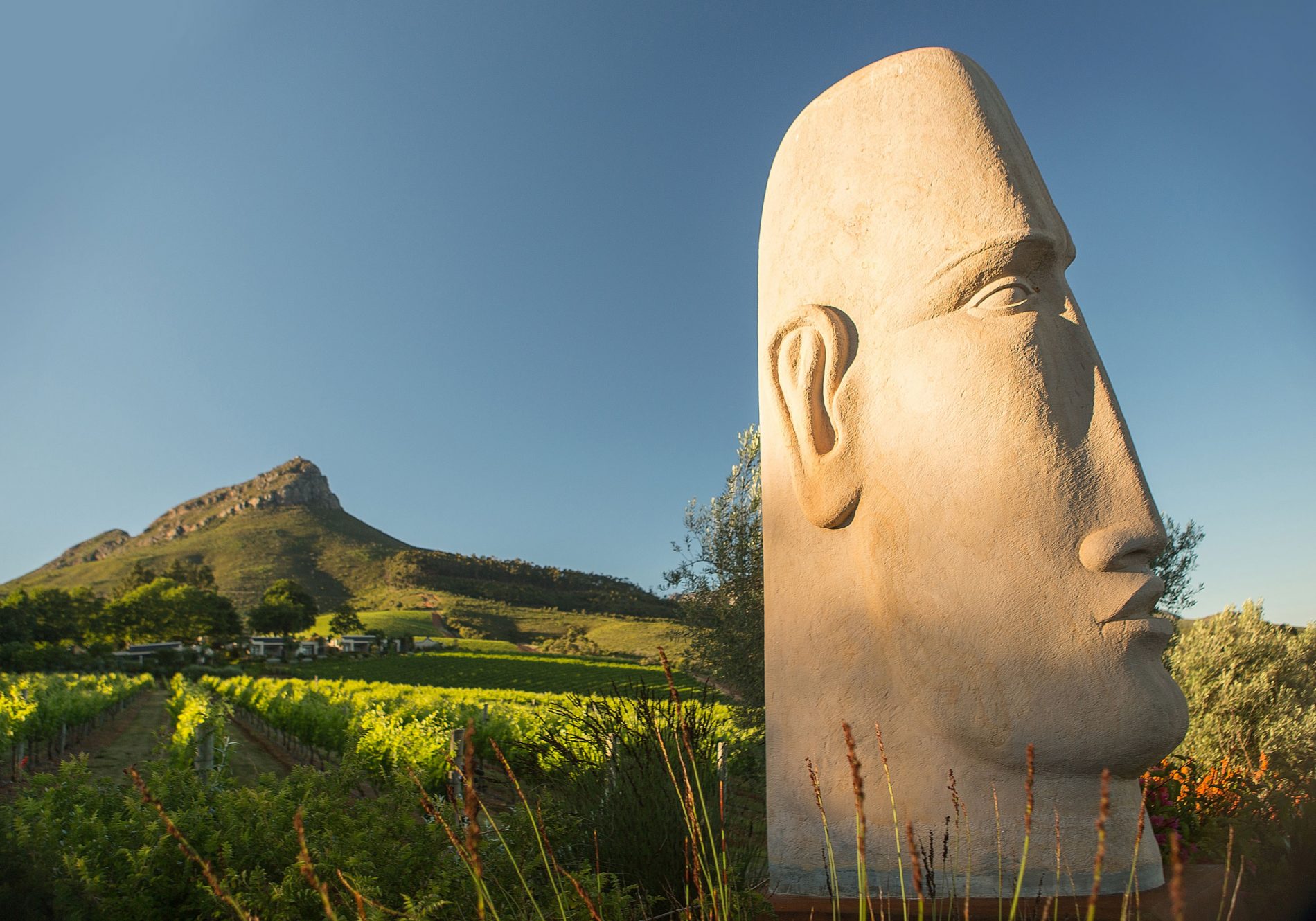 Cape Town Wine Tour Highlights