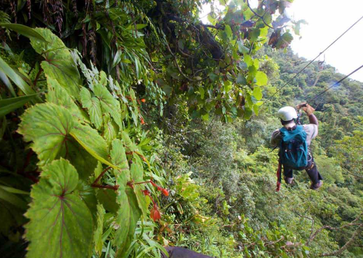 Zipline canopy tour above indigenous forest near Cape Town