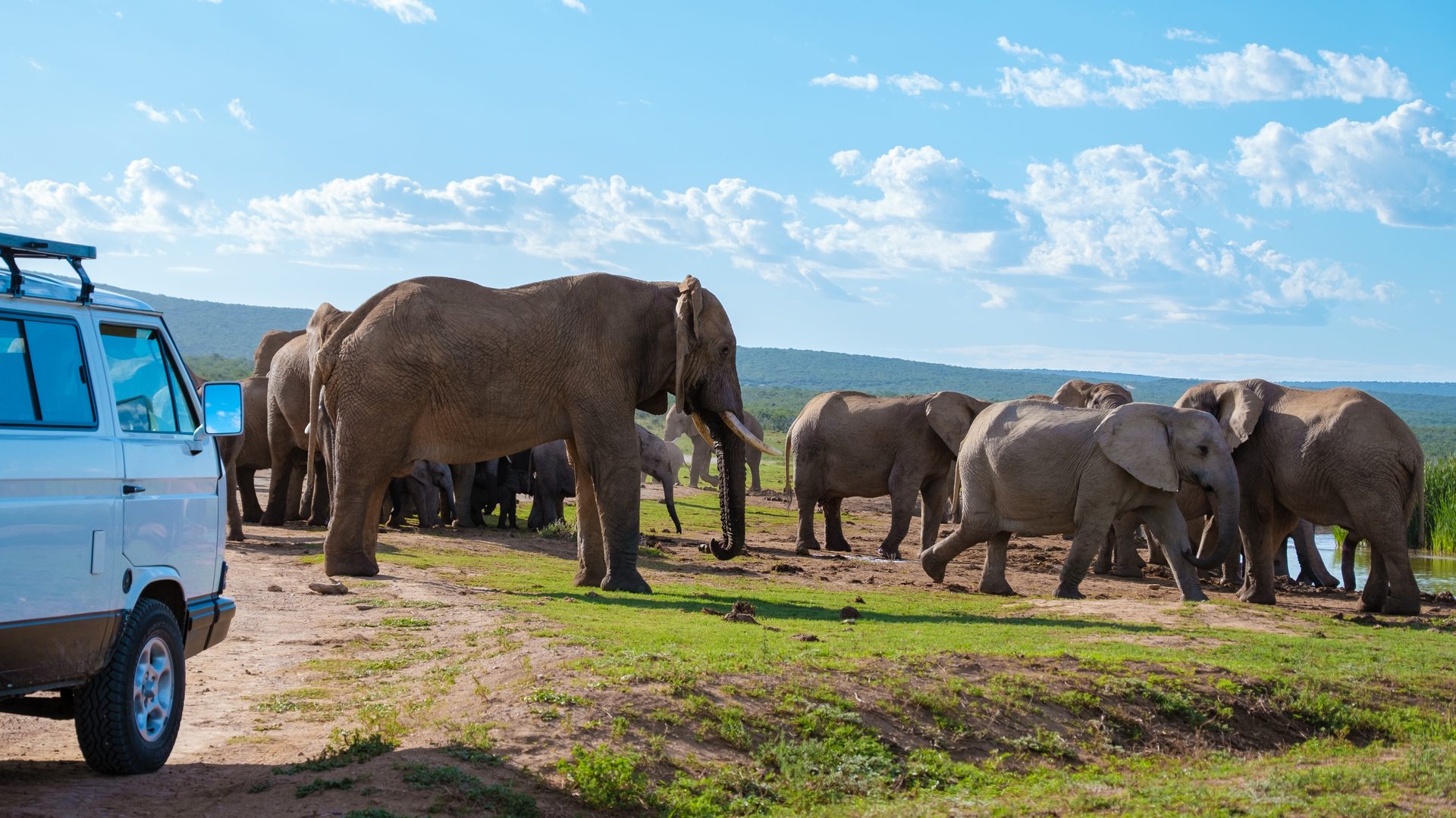 Family of elephants on a 7 day Garden Route and safari itinerary from Cape Town