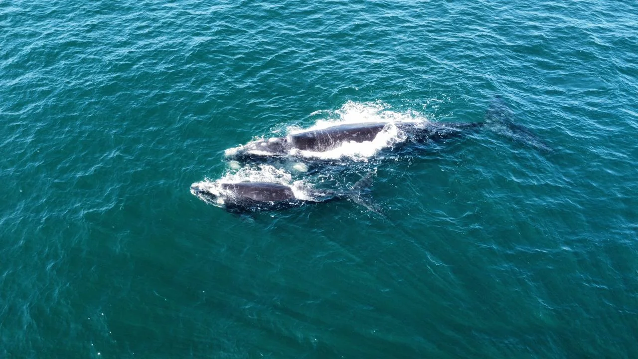 Whale Watching Cape Town — Southern Right whale off Hermanus — Wanderer Tours and Travel