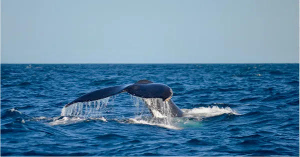 Hermanus Whale Cruises