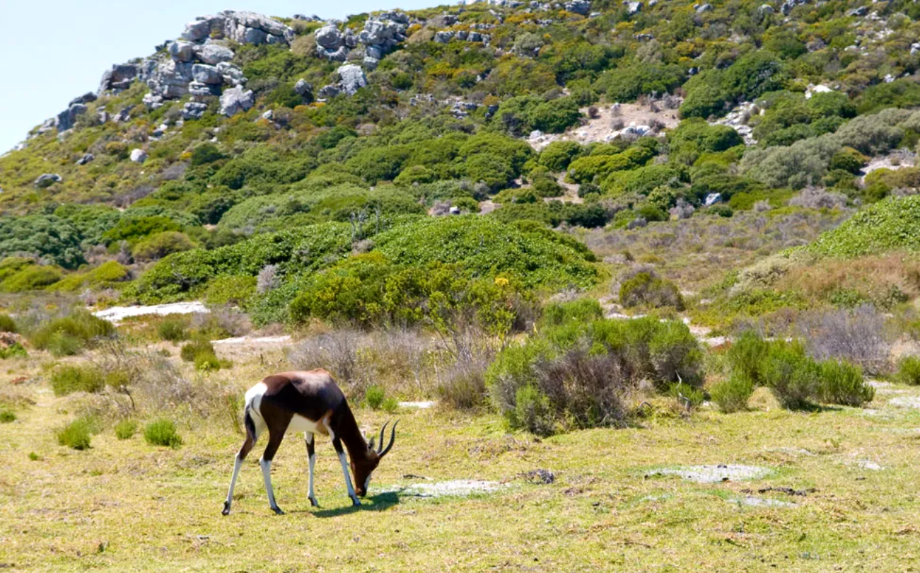 Cape Point Nature Reserve cliffs and the Cape of Good Hope — Wanderer Tours and Travel