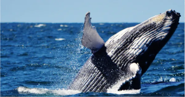 Southern Right Whales